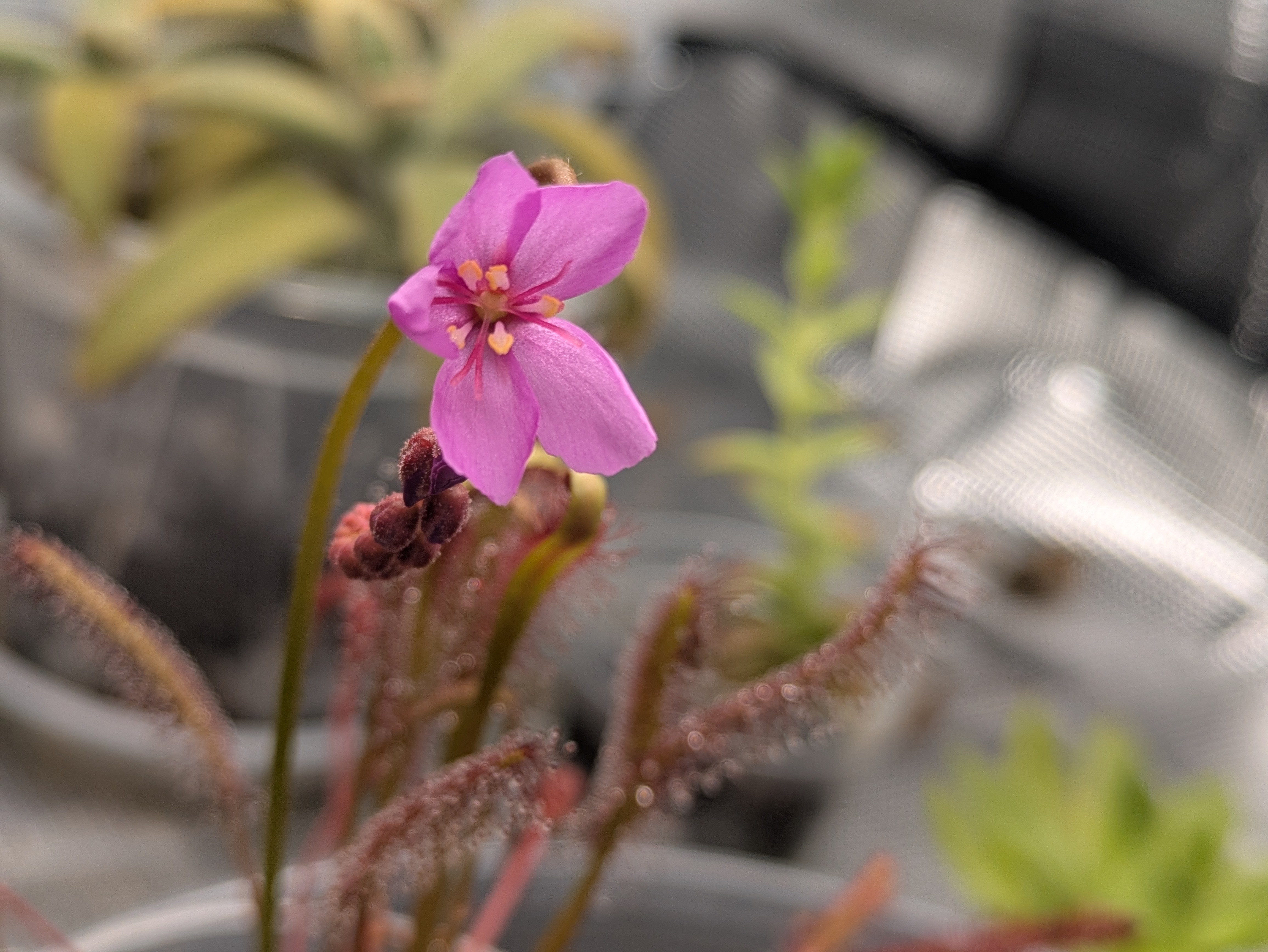 Cape Sundew (Dark Maroon)
